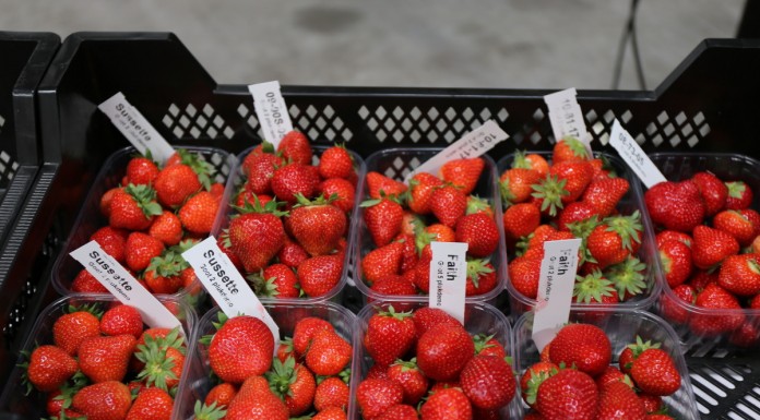 Nowe odmiany truskawek z Flevo Berry w ocenie