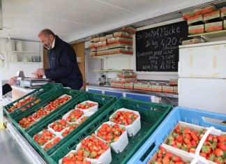 Sprzedaż bezpośrednia truskawek, a może w formie zbieraj sam