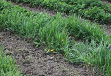 Na chwasty jednoliścienne w jagodnikach