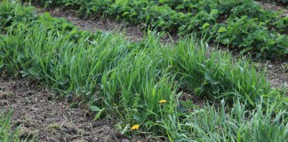 Na chwasty jednoliścienne w jagodnikach