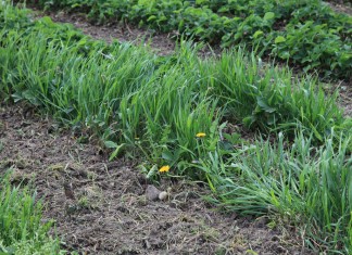 Na chwasty jednoliścienne w jagodnikach