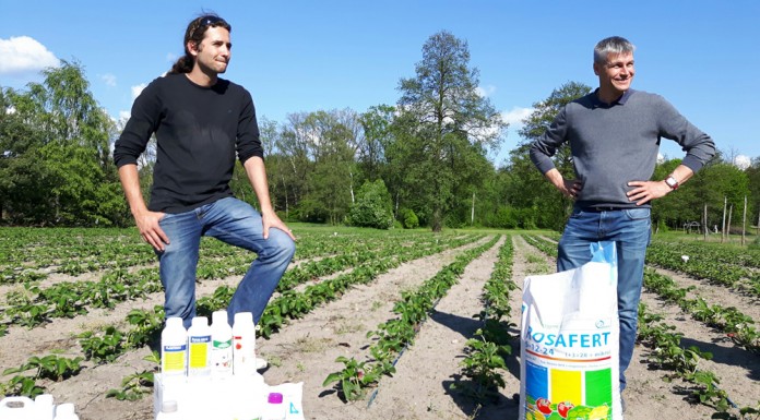 Kolejne zalecenia dla producentów truskawek z Klubu Jagodowego