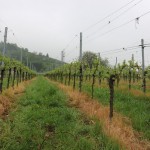 Krajobraz wokól Stuttgartu zdominowały winnice