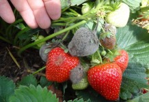 Frupica 440 SC zwiększa zdolność przechowalniczą truskawki