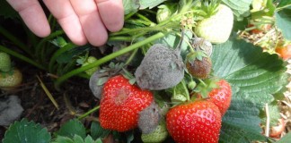 Frupica 440 SC zwiększa zdolność przechowalniczą truskawki