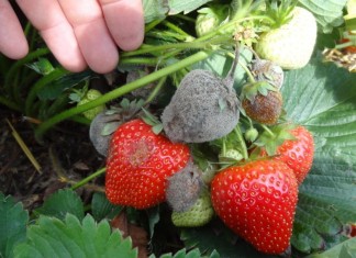 Frupica 440 SC zwiększa zdolność przechowalniczą truskawki