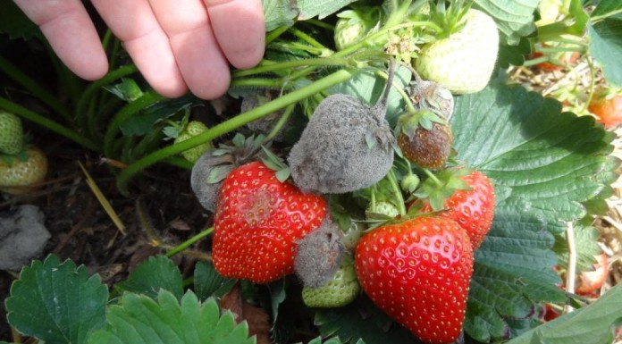 Frupica 440 SC zwiększa zdolność przechowalniczą truskawki