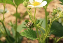 Groźne szkodniki na plantacjach jagodowych – nie przegap najlepszego terminu ich zwalczania!