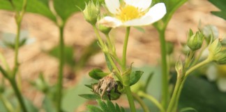 Groźne szkodniki na plantacjach jagodowych – nie przegap najlepszego terminu ich zwalczania!