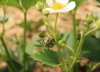 Groźne szkodniki na plantacjach jagodowych – nie przegap najlepszego terminu ich zwalczania!