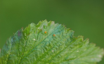 Choroby malin i możliwości ich zwalczania