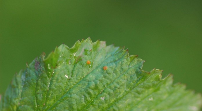 Choroby malin i możliwości ich zwalczania