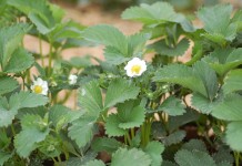 Ochrona truskawek w czasie kwitnienia