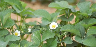 Ochrona truskawek w czasie kwitnienia