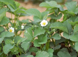 Ochrona truskawek w czasie kwitnienia