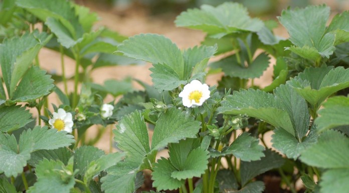 Ochrona truskawek w czasie kwitnienia
