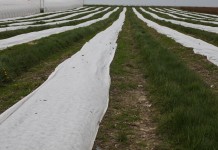 Kondycja malin pod agrowłókninami