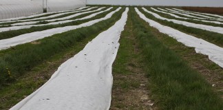 Kondycja malin pod agrowłókninami