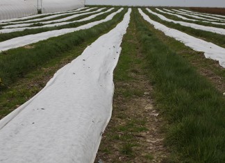 Kondycja malin pod agrowłókninami