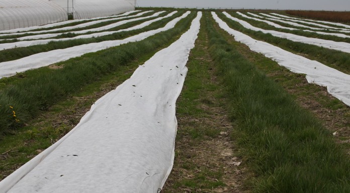 Kondycja malin pod agrowłókninami