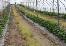 Ocena przezimowania malin i pierwsze zabiegi na plantacji malin