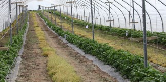 Ocena przezimowania malin i pierwsze zabiegi na plantacji malin