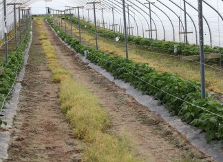 Ocena przezimowania malin i pierwsze zabiegi na plantacji malin