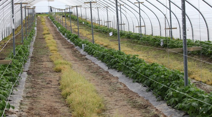 Ocena przezimowania malin i pierwsze zabiegi na plantacji malin