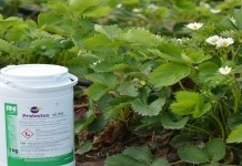 PROLECTUS 50 WG w ochronie truskawki przed szarą pleśnią