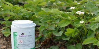 PROLECTUS 50 WG w ochronie truskawki przed szarą pleśnią