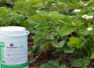 PROLECTUS 50 WG w ochronie truskawki przed szarą pleśnią