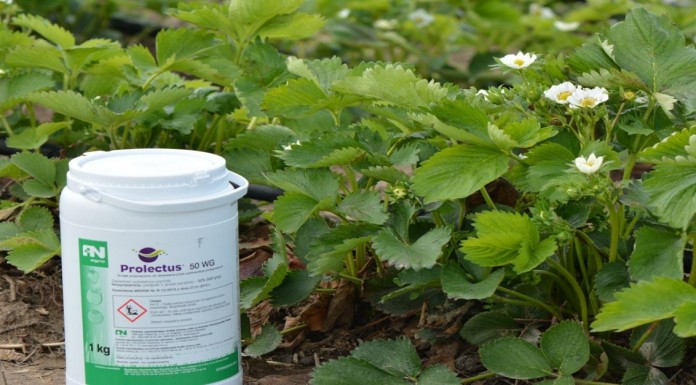PROLECTUS 50 WG w ochronie truskawki przed szarą pleśnią