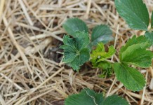 Zwalczanie przędziorków na plantacji truskawek