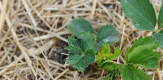 Zwalczanie przędziorków na plantacji truskawek