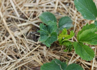 Zwalczanie przędziorków na plantacji truskawek