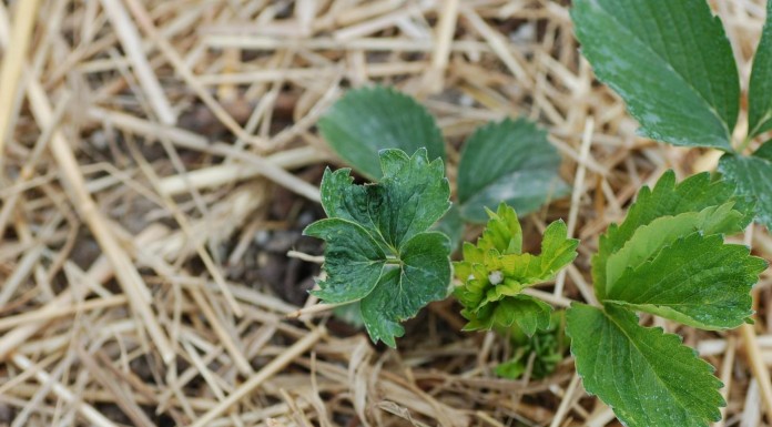 Zwalczanie przędziorków na plantacji truskawek