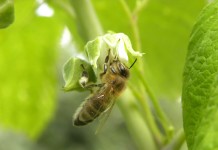 Chrońmy naszych sprzymierzeńców