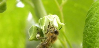 Chrońmy naszych sprzymierzeńców