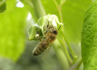 Chrońmy naszych sprzymierzeńców