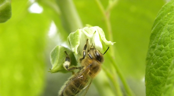 Chrońmy naszych sprzymierzeńców