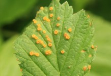 Zamieranie pędów maliny i rdza na malinie