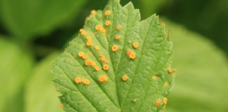 Zamieranie pędów maliny i rdza na malinie