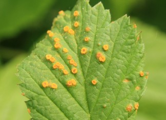 Zamieranie pędów maliny i rdza na malinie