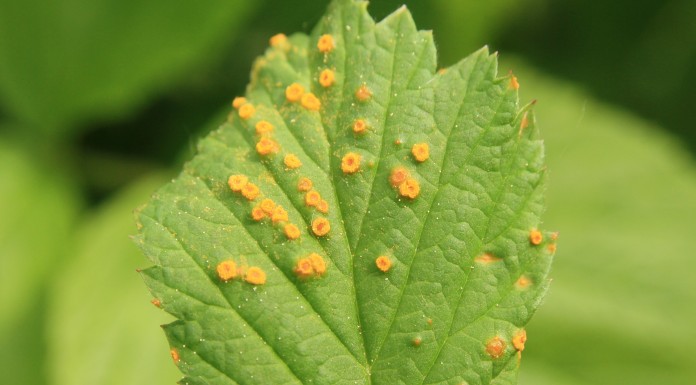 Zamieranie pędów maliny i rdza na malinie