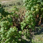 zamierające rośliny Polki porażone przez Phytophtora spp.