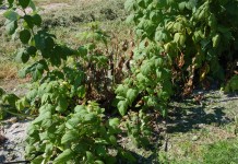 Sprawdzone rozwiązanie na choroby grzybowe malin