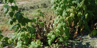 Sprawdzone rozwiązanie na choroby grzybowe malin