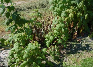 Sprawdzone rozwiązanie na choroby grzybowe malin