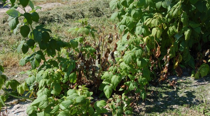 Sprawdzone rozwiązanie na choroby grzybowe malin