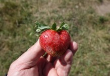 Wzmacnianie odporności mechanicznej owoców – komunikat XVII dla Grupy Truskawkowej Osadkowski SA